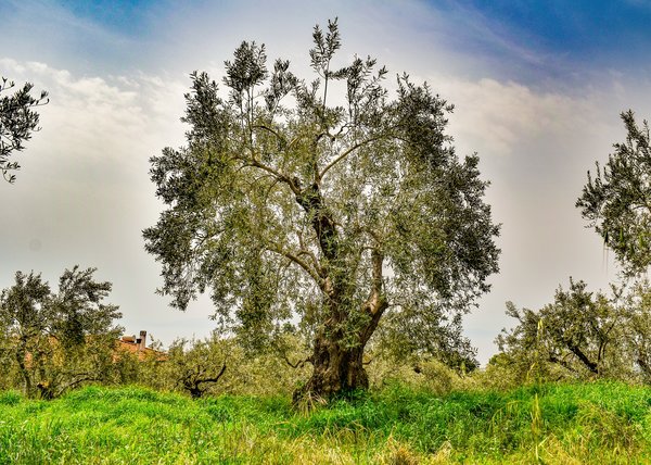 Olivenbaum in einem Hain